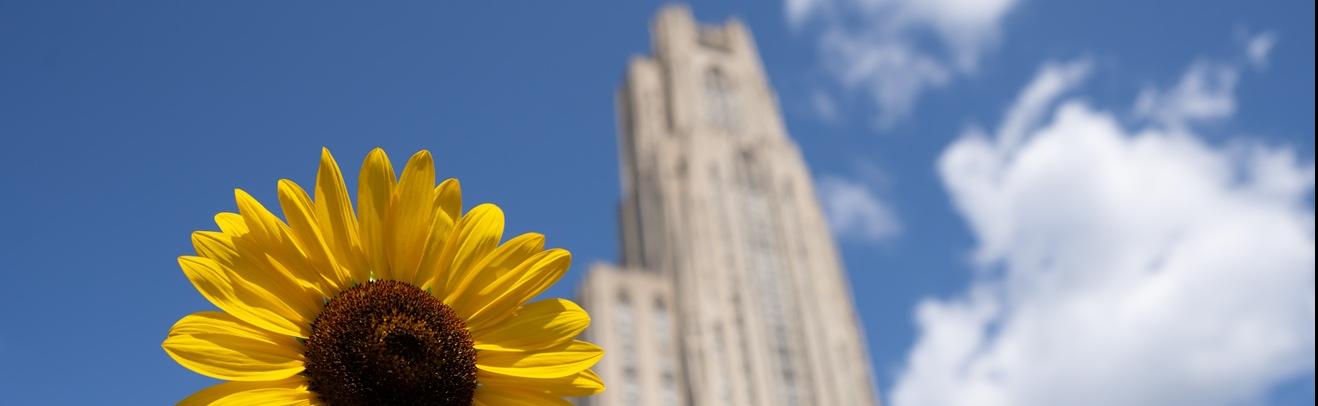 Sunflower in front of the Cathedral of Learning